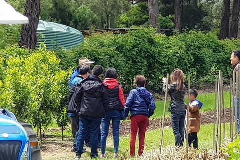 Dandenong Ranges And Rayners Orchard Tour From Melbourne - Pubs Perth 4