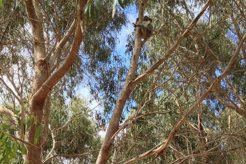 Kangaroo Island 4WD Tour - Best Of KI In 2 Days - Pubs Perth 0