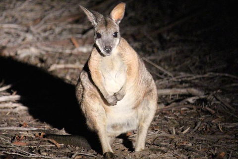 Small-Group Kangaroo Island 4WD Night Tour - Pubs Perth 3