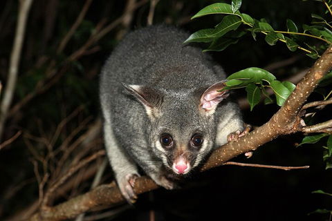 Small-Group Kangaroo Island 4WD Night Tour - Pubs Perth 5