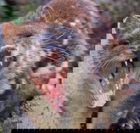 After Dark Tasmanian Devil Feeding Tour at Cradle Mountain - Pubs Perth