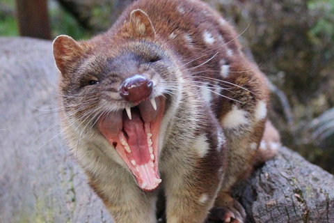 After Dark Tasmanian Devil Feeding Tour At Cradle Mountain - Pubs Perth 0