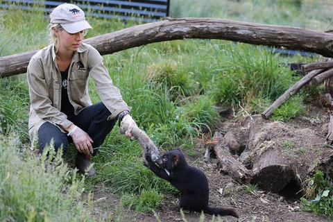 After Dark Tasmanian Devil Feeding Tour At Cradle Mountain - Pubs Perth 1