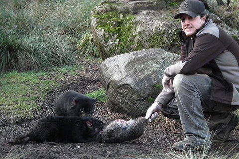 After Dark Tasmanian Devil Feeding Tour At Cradle Mountain - Pubs Perth 2