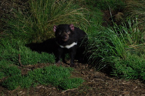 After Dark Tasmanian Devil Feeding Tour At Cradle Mountain - Pubs Perth 4