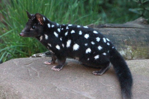 After Dark Tasmanian Devil Feeding Tour At Cradle Mountain - Pubs Perth 5