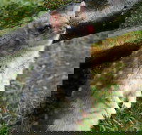1-Hour Tasmanian Devil Feeding Day Tour at Cradle Mountain - Pubs Perth