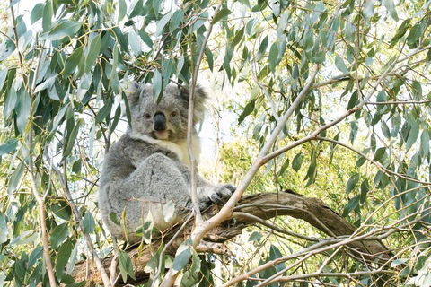 Ultimate Reverse Direction - 12 Apostles, Great Ocean Road - Small Group Tour - Pubs Perth 5