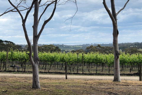 Yarra Valley Wine Tour Inc Lunch With A Glass Of Wine, Tastings And Chocolate - Pubs Perth 3