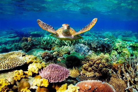 4-Day Cairns Ultimate Combo: Daintree Rainforest, Reef, Kuranda & Paronella Park - Pubs Perth 3