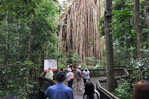 4-Day Cairns Ultimate Combo: Daintree Rainforest, Reef, Kuranda & Paronella Park - Pubs Perth 5