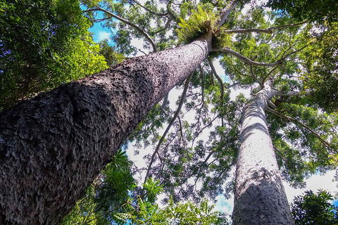 Paronella Park And Millaa Millaa Falls Full-day Tour From Cairns - Pubs Perth 1