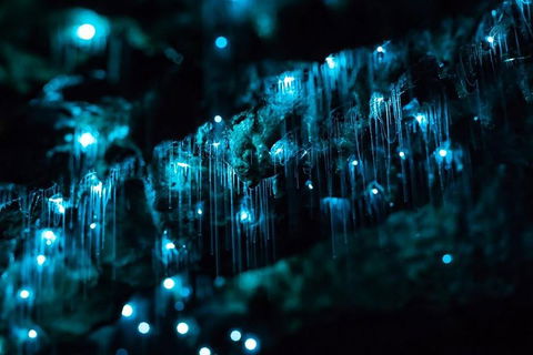 Hinterland Magic & Glow-worm Experience - Pubs Perth 1