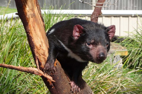 Tasmania 6 Day 'Tour In Circle' - Pubs Perth 1