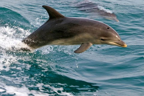 1.5HR Mudjimba Island Wildlife Safari - Pubs Perth 0