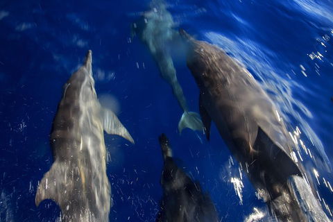 1.5HR Mudjimba Island Wildlife Safari - Pubs Perth 3