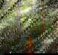 O'Reilly's  Lamington National Park from Gold Coast - Pubs Perth