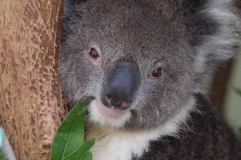 All Inclusive Blue Mountains Small-Group Day Trip From Sydney - Pubs Perth 1