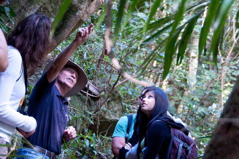 Natural Bridge & Springbrook Waterfalls Tour - Pubs Perth 4