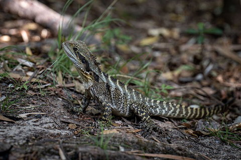 Cape Byron Aboriginal Tour - Pubs Perth 3