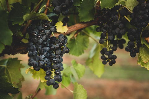 Hideaway Private Tours Hunter Valley- Indulgence Wine Tour (Full Day) - Pubs Perth 3