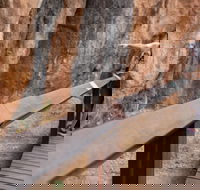 Chillagoe Caves and Outback Day Trip from Cairns - Pubs Perth