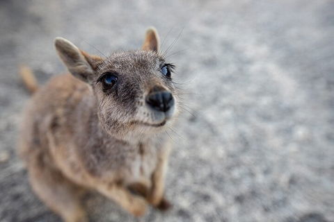 Chillagoe Caves And Outback Day Trip From Cairns - Pubs Perth 2