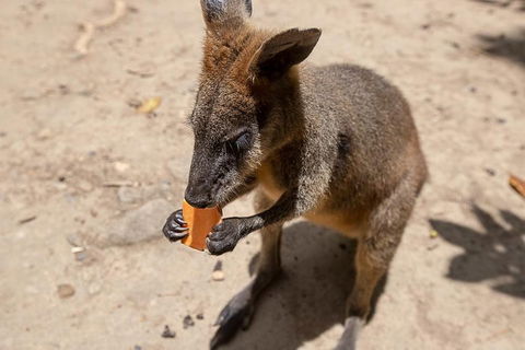 Chillagoe Caves And Outback Day Trip From Cairns - Pubs Perth 5