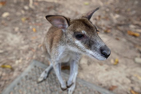 2 Day Daintree Rainforest, Cape Tribulation And Outback Chillagoe Tour - Pubs Perth 4