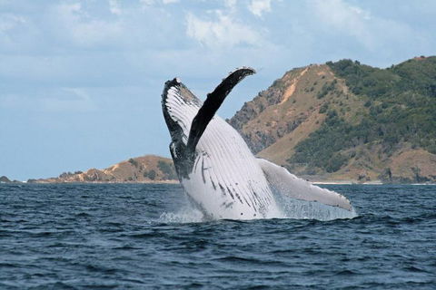 Byron Bay Whale Watching Cruise - Pubs Perth 0