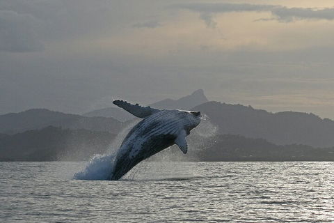 Byron Bay Whale Watching Cruise - Pubs Perth 1