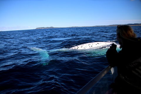 Byron Bay Whale Watching Cruise - Pubs Perth 2