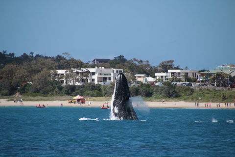 Byron Bay Whale Watching Cruise - Pubs Perth 3