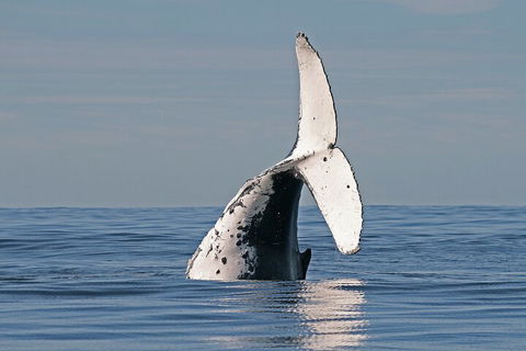 Byron Bay Whale Watching Cruise - Pubs Perth 4