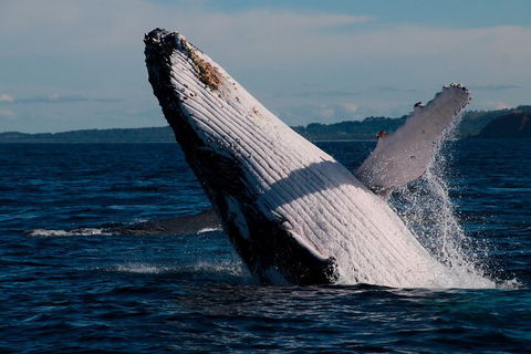 Byron Bay Whale Watching Cruise - Pubs Perth 5