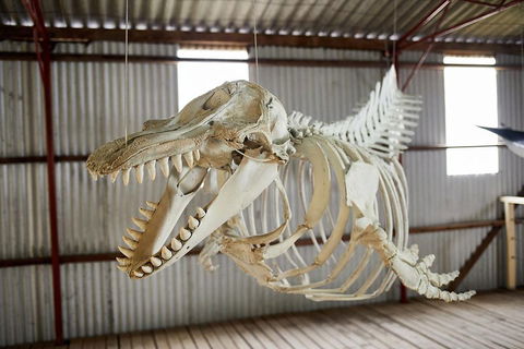 Albany's Whale Story - Pubs Perth 3