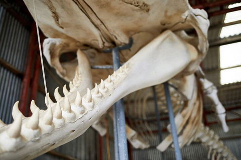 Albany's Whale Story - Pubs Perth 5