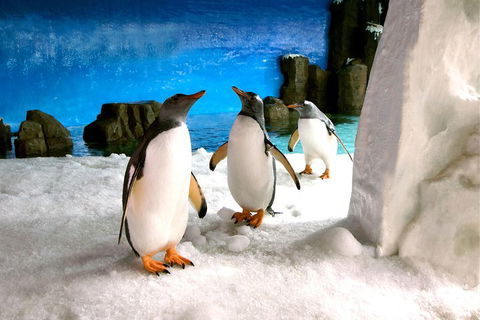 Penguin Passport At SEA LIFE Melbourne Aquarium - Pubs Perth 1