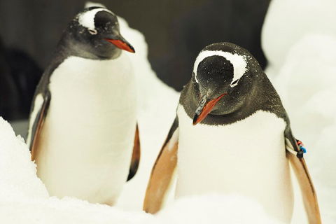 Penguin Passport At SEA LIFE Melbourne Aquarium - Pubs Perth 2