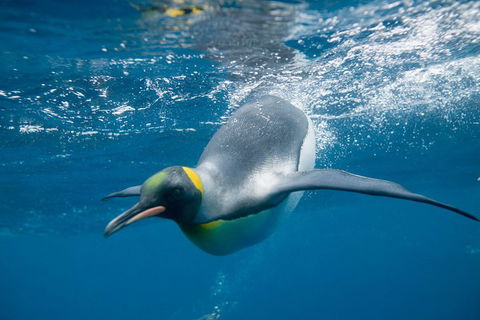 Penguin Passport At SEA LIFE Melbourne Aquarium - Pubs Perth 3