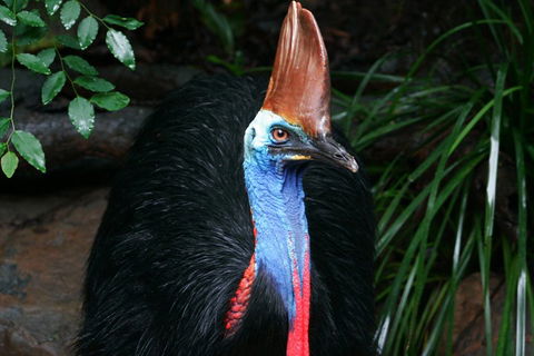 Cape Tribulation, Daintree Rainforest And Wildlife Tour - Pubs Perth 5