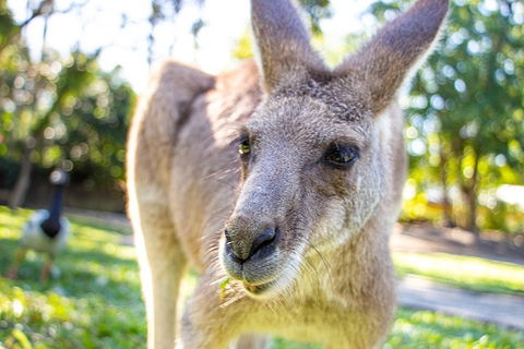 Virtual Interactive Australian Wildlife Tour With Private Guide-Wildlife Habitat - Pubs Perth 2