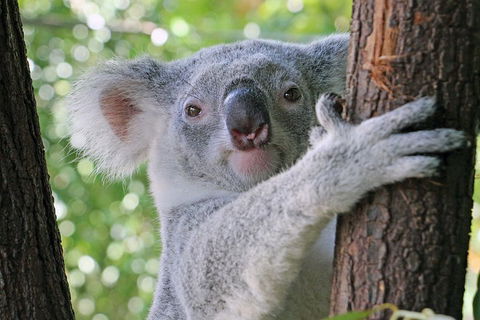 Virtual Interactive Australian Wildlife Tour With Private Guide-Wildlife Habitat - Pubs Perth 3
