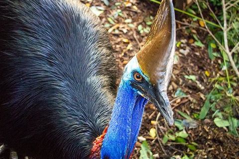 Virtual Interactive Australian Wildlife Tour With Private Guide-Wildlife Habitat - Pubs Perth 5
