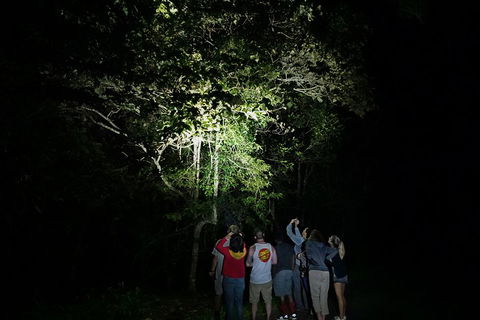 Atherton Tablelands Rain Forest By Night From Cairns - Pubs Perth 2