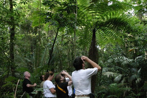 Atherton Tablelands Rain Forest By Night From Cairns - Pubs Perth 3