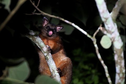 Atherton Tablelands Rain Forest By Night From Cairns - Pubs Perth 4