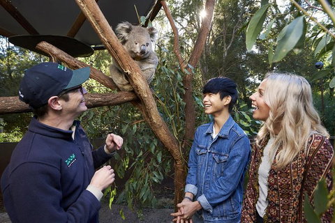 VIP Sanctuary Tour At Healesville Sanctuary Ticket - Pubs Perth 1