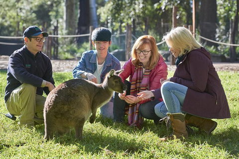 VIP Sanctuary Tour At Healesville Sanctuary Ticket - Pubs Perth 2