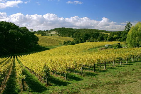 McLaren Vale And Glenelg Wine Tasting And Sightseeing (Half-day Afternoon) - Pubs Perth 4
